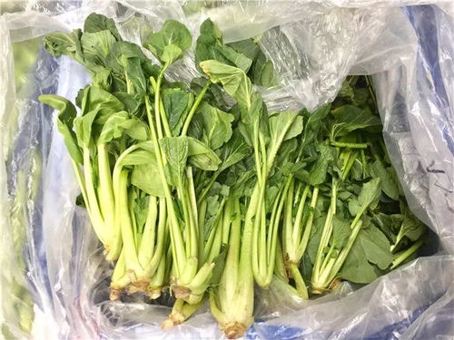 鲜城青岛 荠菜3元/斤，春日挖野菜全攻略新鲜出炉