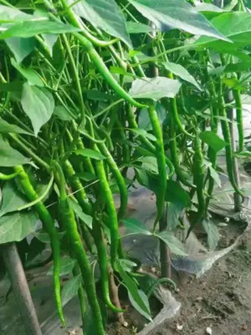 从土地到餐桌 优质农产品的新鲜力量