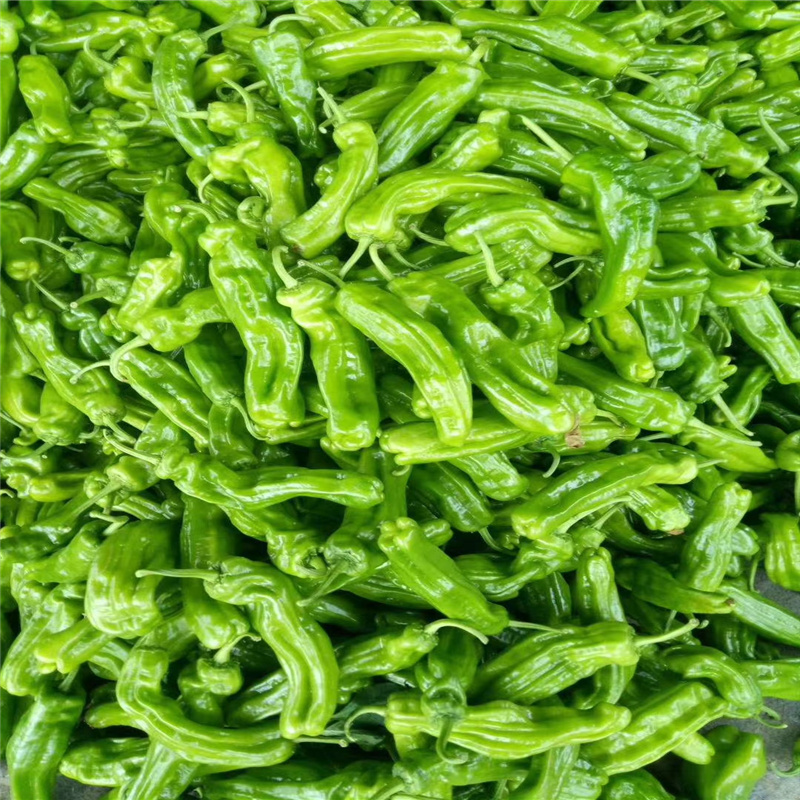 青海西宁 青椒批发之都，新鲜蔬菜零售的绿色篇章