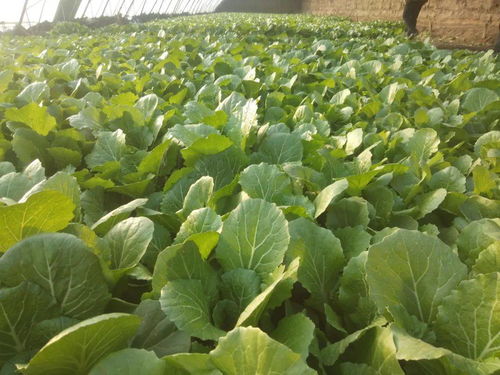 高昌区青年暖心供应 新鲜蔬菜零售的新风尚