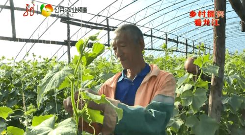 互联网+本土新鲜蔬菜 送货上门开启零售新篇章，助力增收致富