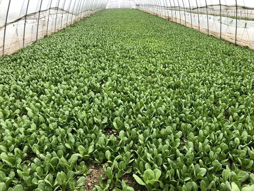 公益助农战疫情丨最新鲜的蔬菜从田间直达餐桌